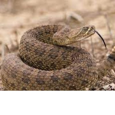 MaryCon54609312's profile picture. Freedom warrior