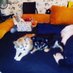 Sabine โYodaโ Traeder โฟ๏ธ๐ฉ๐ชlike๐ณ๏ธโ๐โ๏ธ๐บ๐ธ (@sabinetraeder) Twitter profile photo Sabine โYodaโ Traeder โฟ๏ธ๐ฉ๐ชlike๐ณ๏ธโ๐โ๏ธ๐บ๐ธ (@sabinetraeder) Twitter profile photo