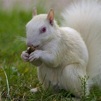 Gnomey (@gnomeyfonthill) 's Twitter Profile