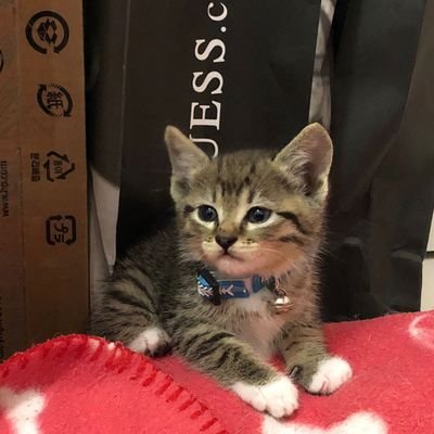 Soledad11812878's profile picture. Contra las injusticias y todo tipo de maltrato