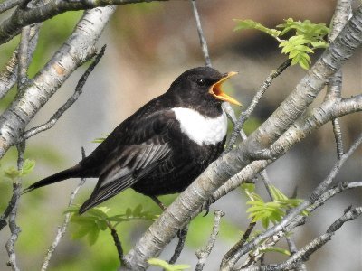 A national survey of Ring Ouzels in Ireland, April to July 2021