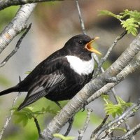 Irish Ring Ouzel Survey 2021 (@ouzelringo) 's Twitter Profile