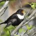 Irish Ring Ouzel Survey 2021 (@ouzelringo) Twitter profile photo Irish Ring Ouzel Survey 2021 (@ouzelringo) Twitter profile photo