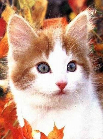 생각이 뭉게뭉게 피어나고 생각은 모락모락 날아오르고 생각은 생강이네요. 하루 내내 여러 생각들을 하고 꿈을 꾸는 나! 안녕하세요!! 대학교 졸업반 이석영이에요! (뭐야.ㅋㅋㅋ)