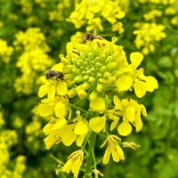 Chakrabarti_Bee_Lab at MSU (@pcbbee) 's Twitter Profile