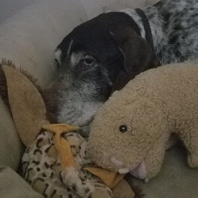 ULTRA MAGA Independent, Tree hugging, Conservative, Senior Rescue Dogs are the best.💯% will follow back. Will see you soon buddy. In the blink of an eye.
