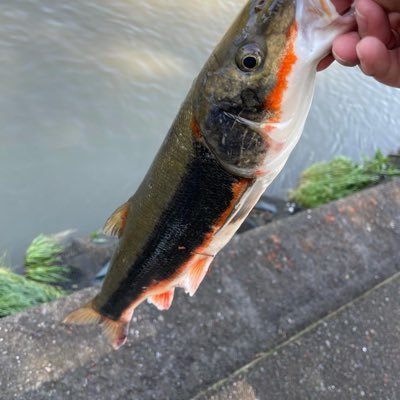 vshfK3T2bJoVxSU's profile picture. よろしくお願いします