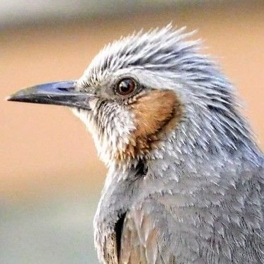 東京の下町、葛飾周辺を散策しながら、出会った野鳥や身近な自然についてつぶやいています。
While walking around downtown Tokyo and the Katsushika area, I tweet about the wild birds I encounter and the natur.