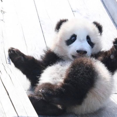 shukatsu_222's profile picture. 