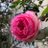 shio_rose1103