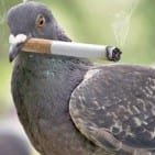 Bad Pigeon Nests (@badnests) 's Twitter Profile