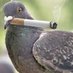 Bad Pigeon Nests (@BadNests) Twitter profile photo