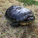 Iwao178 の画像 動画一覧 Whotwi グラフィカルtwitter分析 Iwao178 の画像 動画一覧 Whotwi グラフィカルtwitter分析