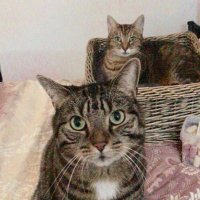 ♥️Rumpleteaser & Ghost Growl (🌈🐾RIP)🐾❤️ (@rumpleteaser6) 's Twitter Profile Photo ♥️Rumpleteaser & Ghost Growl (🌈🐾RIP)🐾❤️ (@rumpleteaser6) 's Twitter Profile Photo