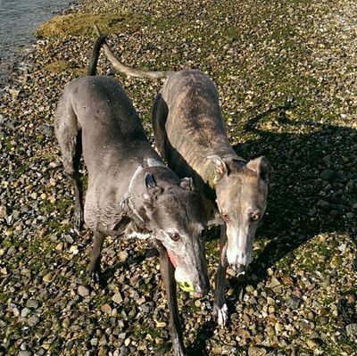 MrsC_Chemist's profile picture. love animals and science 💕