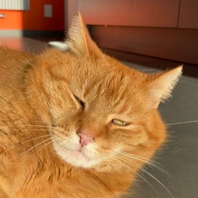 ChonklordF's profile picture. Cat and Hooman thoughts 💭