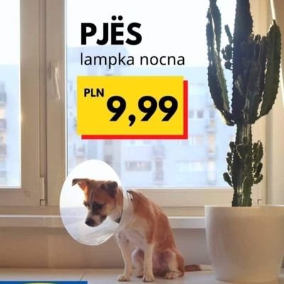 bigalkaa's profile picture. 💚🥤