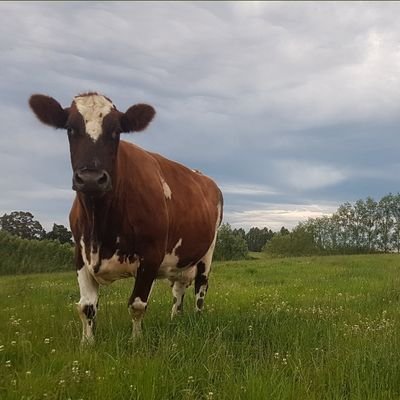 Fairleigh Ayrshires & Holsteins - NZ. Proving you can still be a successful dairy farmer without BW, a calculator & a plate metre. 
Deere,Cows  & County Music.