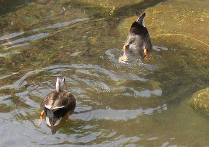 fussyvet's profile picture. DVM, medical translator, ex-researcher of analytical & laboratory animal sciences, -food/meat inspecter; semiretired; I do disagree w/ the settlement by Israel.