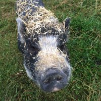 Axel (@riksarkivet) 's Twitter Profile