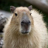 CapybaraGang(@Capybara_gang) 's Twitter Profile Photo