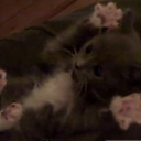 val hart - @smatchy - Twitter