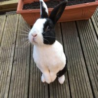 👑Queen Bella Buttercup👑(@Bella_RescueBun) 's Twitter Profile Photo