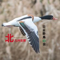 日本野鳥の会 北九州支部(@wildbirdkitaq) 's Twitter Profile Photo