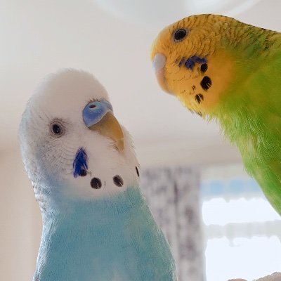 ゆな🕊さんのプロフィール画像
