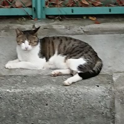 ヨジプミ