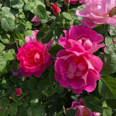 🇯🇵🐰ノウルさんのファン。🐥ボス君も、大好き。🩷😍 ノウル君、可愛すぎるよ。🥰23年タイ沼へ。タイ🇹🇭大好き。タイの人、優しいし、タイ🇹🇭に、住みタイ。🏝️ 🐰🐥🥰🩷
