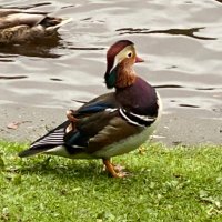 Thomas Bridge (@thomasbridge) 's Twitter Profile