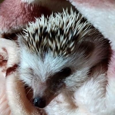 主にダンス関係で使用します(*'-'*)
社交ダンスと勉強両立目指し奮闘中
なんちゃってバイリンガル
目指せトリリンガル
気づいたらラテン人になってた元モダン人
身長160cm フォースタンス理論b2