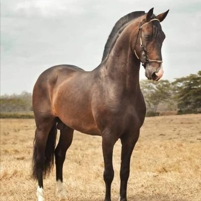 adan_puntos's profile picture. 