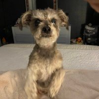 Gizmo Sprinkles Crenshaw (@joancrenshaw9) 's Twitter Profile