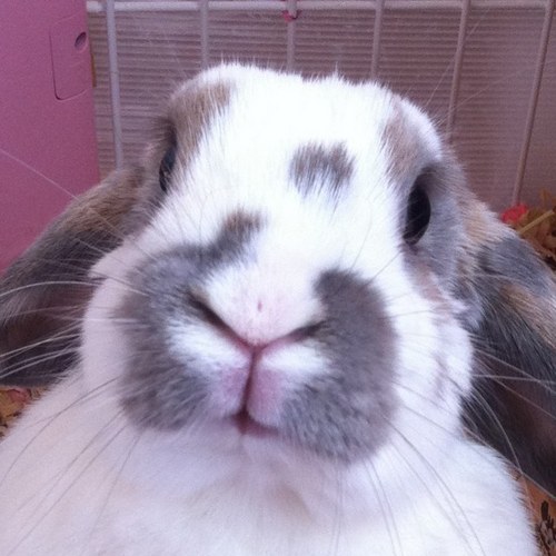 cheepooh's profile picture. ウサギをこよなく愛する子煩悩なおやぢです。四十不惑の歳を迎えるが、いまだに解からない事ばかり。身の丈をわきまえつつ、精一杯生きて行きます。相互フォロー基本100％歓迎！20年ぶりにギター復活！ハミングバード買っちゃいました！