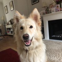 Freya2020@whiteshepherds (@freyasm49070601) 's Twitter Profile