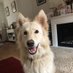 Freya2020@whiteshepherds (@freyasm49070601) Twitter profile photo Freya2020@whiteshepherds (@freyasm49070601) Twitter profile photo
