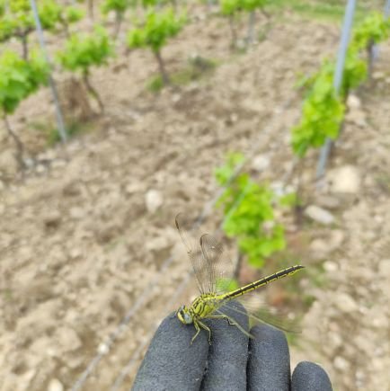 El_poeta_muerto's profile picture. Técnico vitícola. Asesor fitosanitario. 

Para beber vino sobra gente, el problema es para dar sulfato.