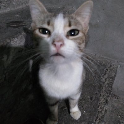 dantegutierrez0's profile picture. 