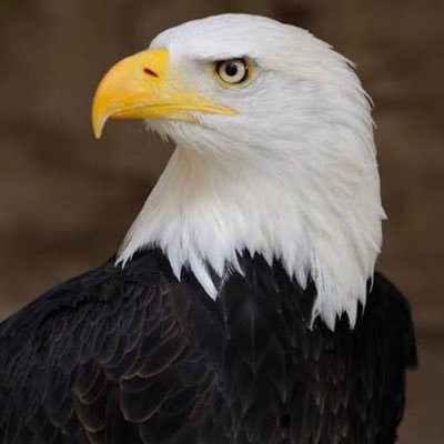 trol1903's profile picture. Beşiktaşlı