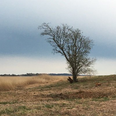 klara_schon's profile picture. Läkare. Twittrar privat.