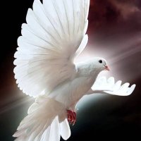 hüzünlü GURBET (@kamuran165) 's Twitter Profile