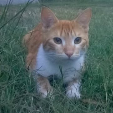 Ismaels51793637's profile picture. 😎