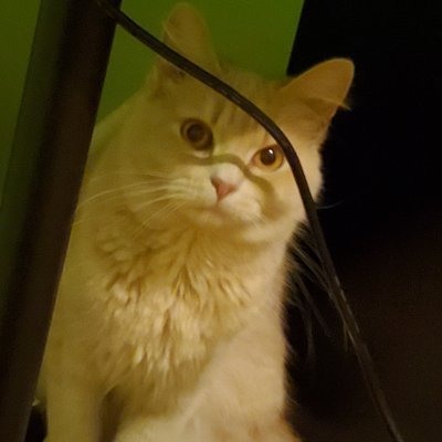 Valenti70544905's profile picture. 