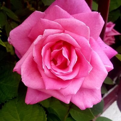 Antonia83131815's profile picture. 