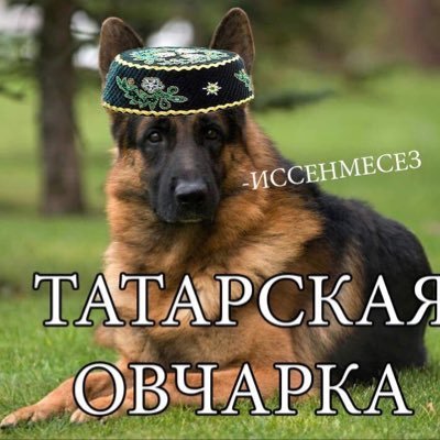 tiger_magician's profile picture. ИСӘНМЕСЕЗ
