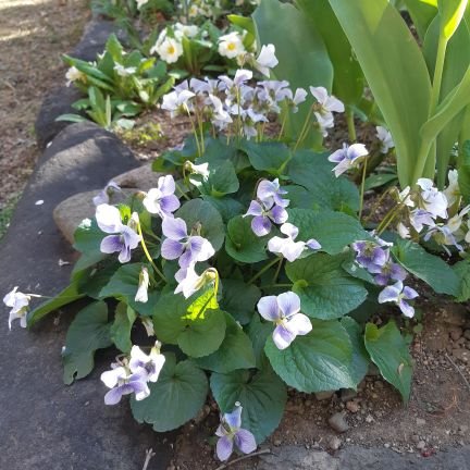 Gy9lx56H13gANgc's profile picture. 株式投資始めて5年になりますが赤字続きです。釣りと同じで早くても遅くても釣れません。根気よく頑張ります。