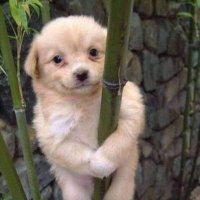Tirilinti (@gatoloco24furry) 's Twitter Profile