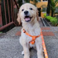 william parra (@perseo1569) 's Twitter Profile